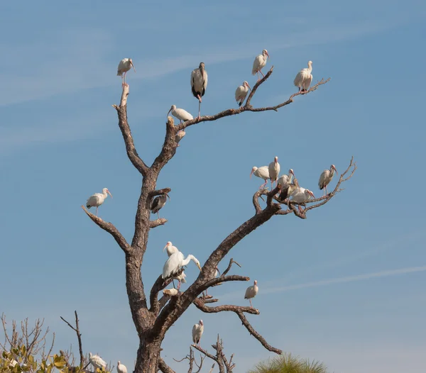 The Bird Tree — Stock Photo, Image