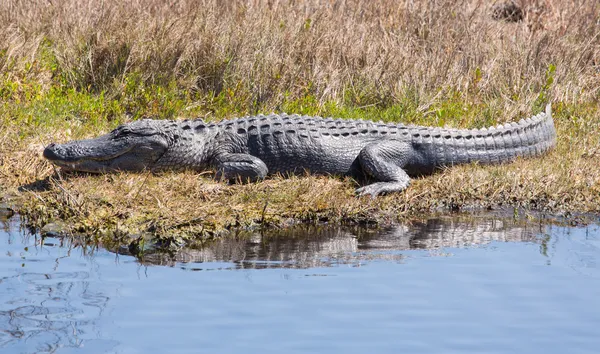 bazı ışınları yakalamak timsah