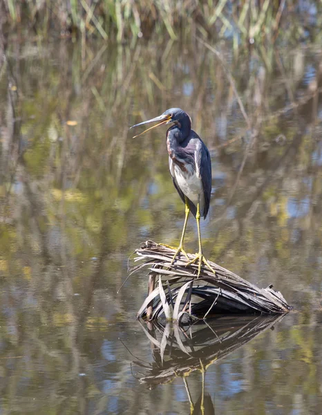 Aandacht collega wildlifers — Stockfoto