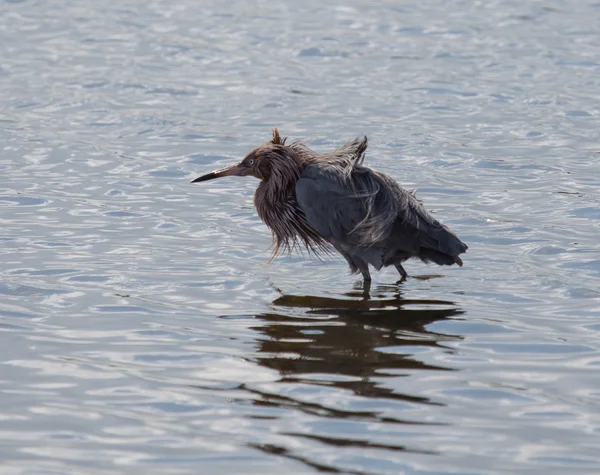 kırmızımsı ak balıkçıl kötü saç gün