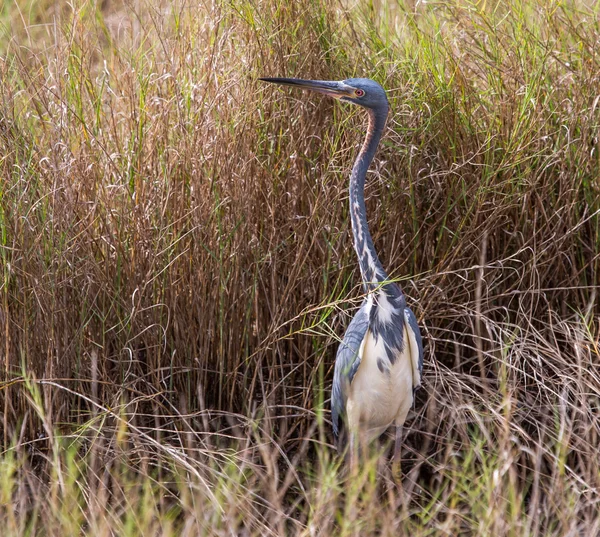 Tri barevný heron nahlížet přes spěchá — Stock fotografie