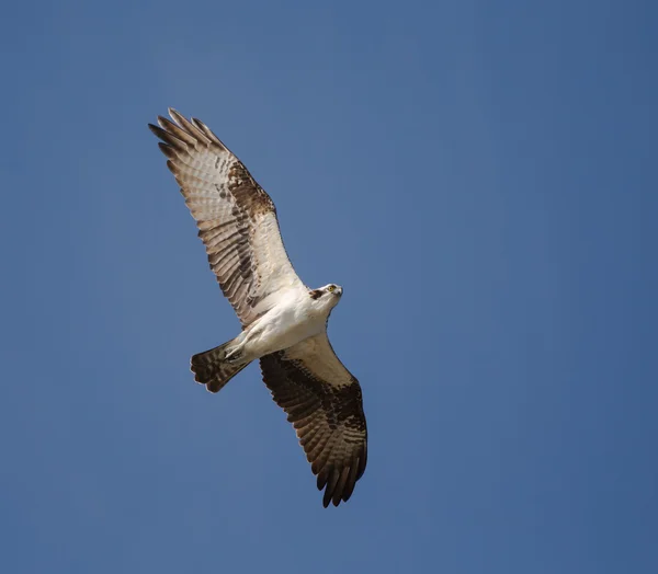 Águia-pescadora soaring sobrecarga — Fotografia de Stock