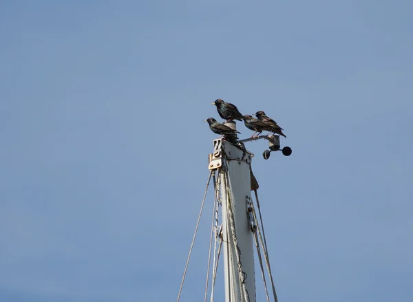 Starling Lookouts — Stock Photo, Image