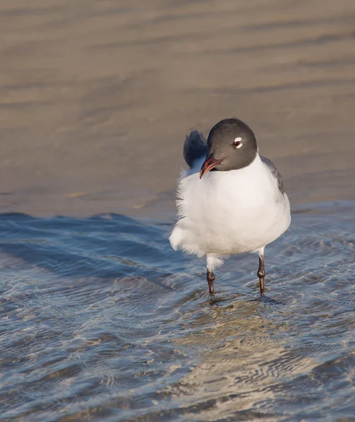 The Laughing Gull Test the Water — Stock Photo, Image