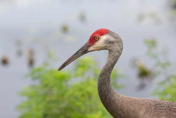 Retrato de guindaste Sandhill — Fotografia de Stock