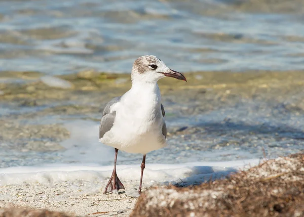 Strut del gabbiano ridente — Foto Stock