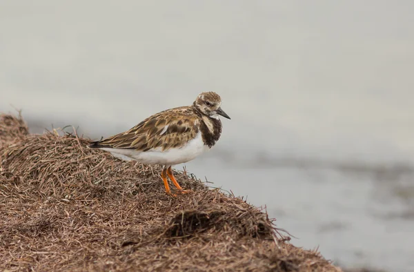 waters Edge kırmızı turnstone