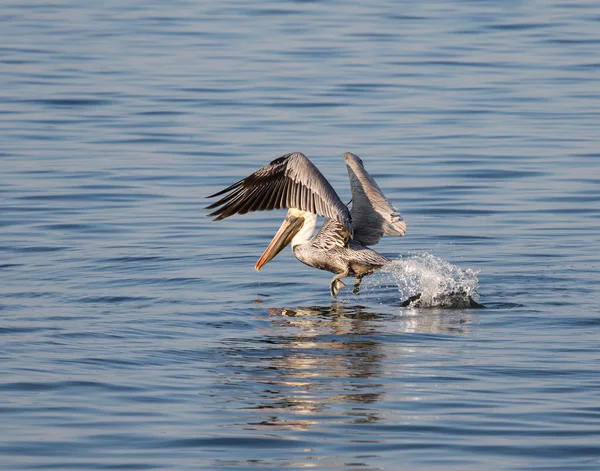 Brown Pelican decollare — Foto Stock