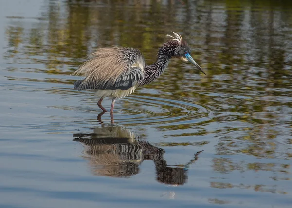 Dekorerad tri-färgade heron — Stockfoto