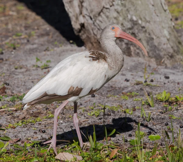 Młody, biały ibis, patrząc w górę — Zdjęcie stockowe