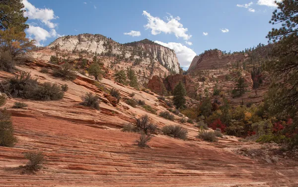 Kleurrijke helling in zion nationaal park — Stockfoto