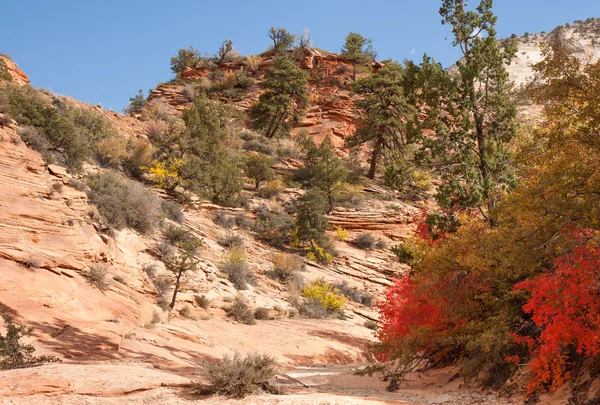Őszi színek a Zion Nemzeti Park — Stock Fotó