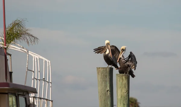 Pelican Pals — Stockfoto