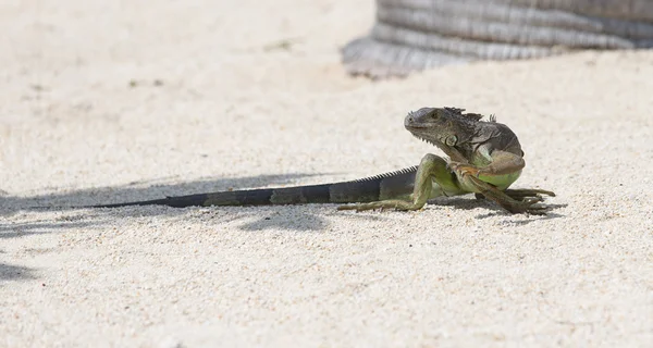 Día de la Iguana — Foto de Stock