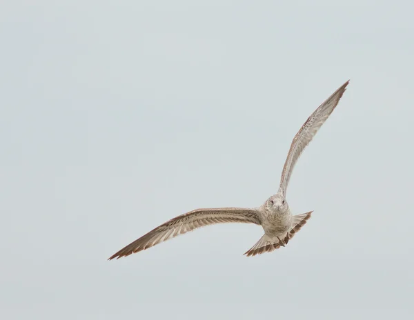 Gull Portraying an Owl — Stock Photo, Image