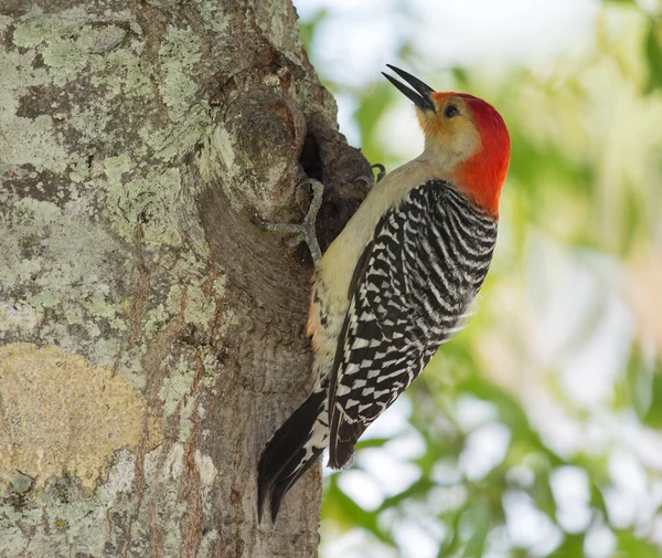 Red Bellied Woodpeck à procura de jantar — Fotografia de Stock