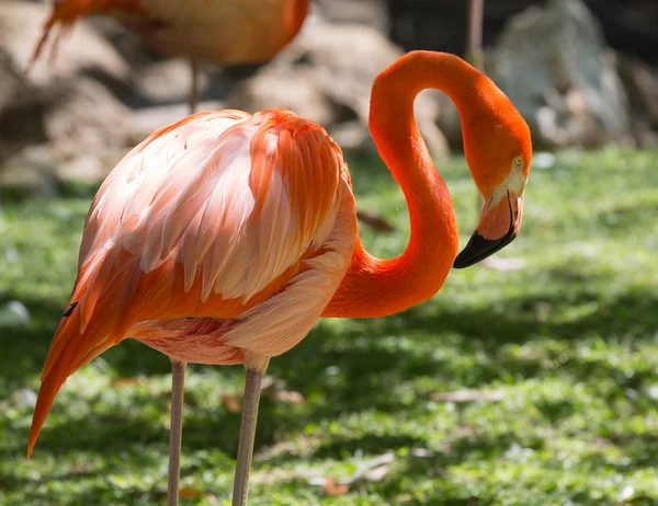 Suskun flamingo Telifsiz Stok Fotoğraflar