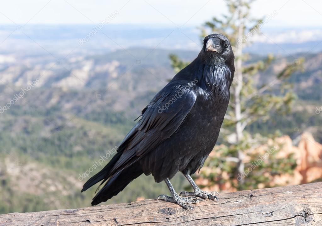 The Raven of Ponderosa Point