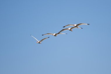 formasyonu uçan beyaz Ibis