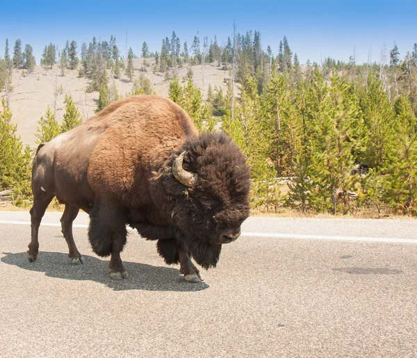 American Bison compartiendo el camino — Foto de Stock