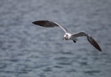 bir ağız dolusu gülünecek martı vardır