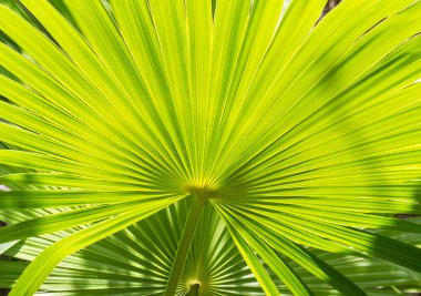 palmiye yaprakları arka plan