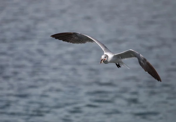 bir ağız dolusu gülünecek martı vardır