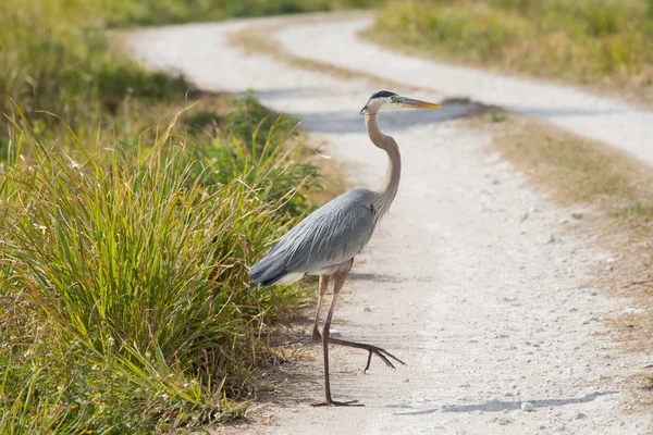 Why'd the Heron Cross the Road — Stock Photo, Image