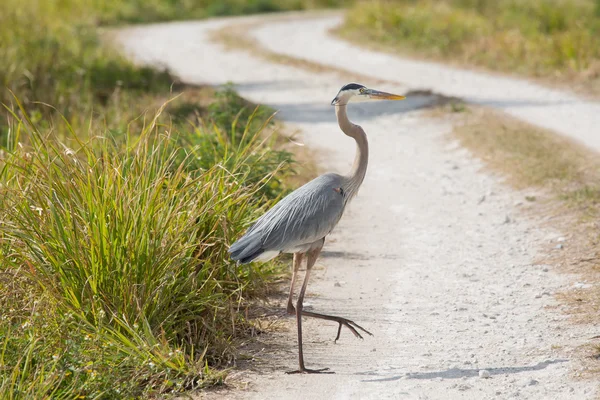 Varför skulle Heron över vägen — Stockfoto