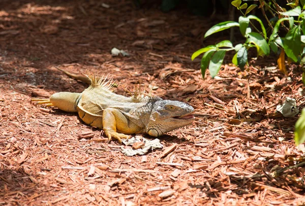 Iguana Jardín — Foto de Stock