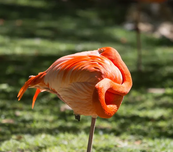 Orange flamingo bollen — Stockfoto