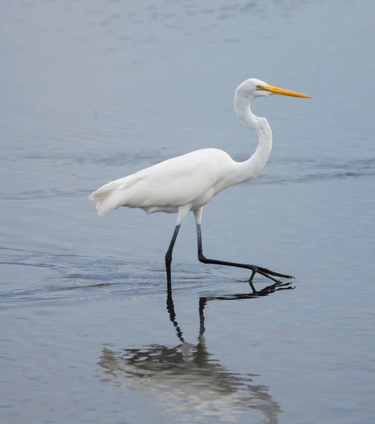 Grote zilverreiger lopen — Stockfoto