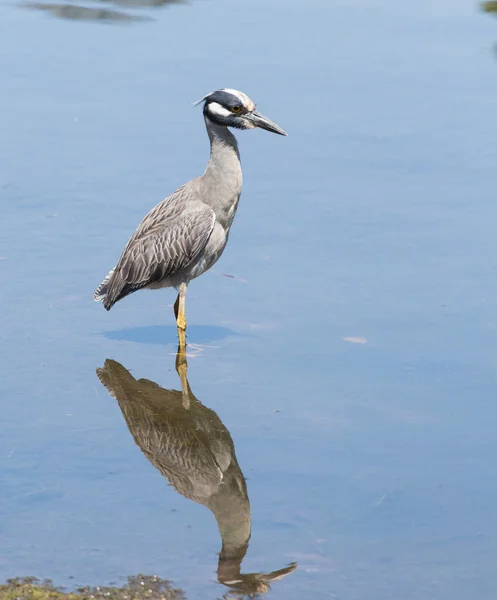 Černý korunovaný noční heron — Stock fotografie