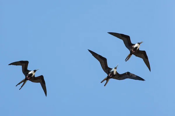 Magníficos Frigatebirds en juego — Foto de Stock