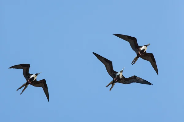 Prachtvolle Fregattvögel im Spiel — Stockfoto