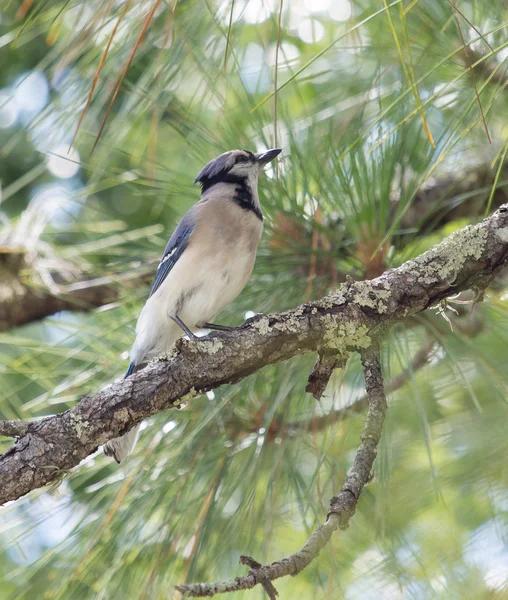 bir bacak üzerinde mavi alakarga