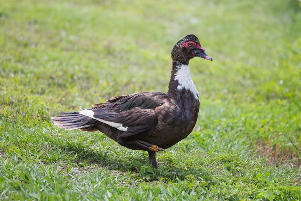 Pato moscovita —  Fotos de Stock