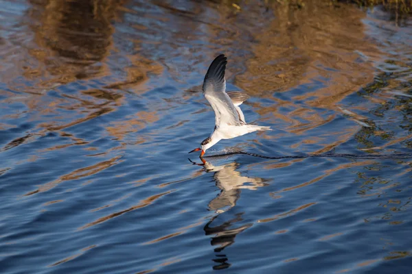 Schwarzer Skimmer auf der Jagd — Stockfoto