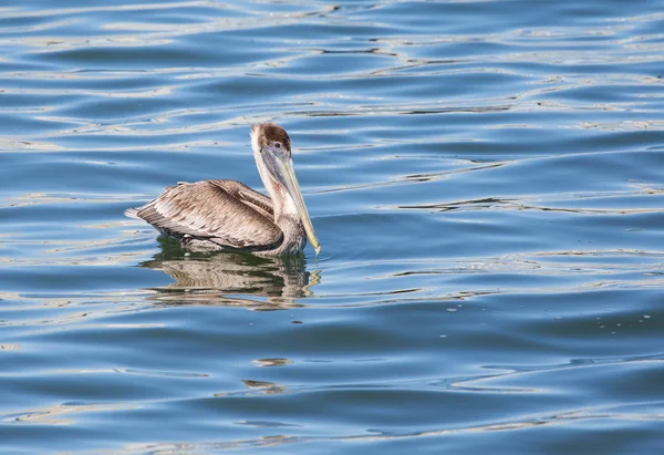 Bruine pelikaan nemen van een pauze — Stockfoto