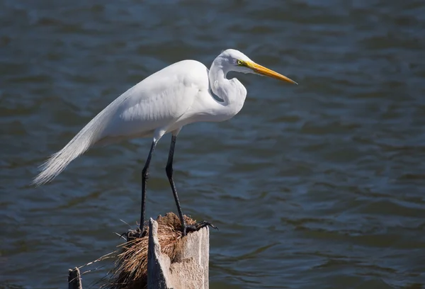 Grande Egret em seu Post — Fotografia de Stock