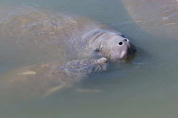 Manatee anne ve çocuk