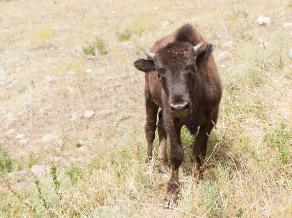 Meraklı genç bison — Stok fotoğraf