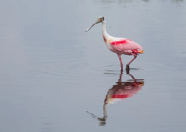 Skedstork på en promenad — Stockfoto