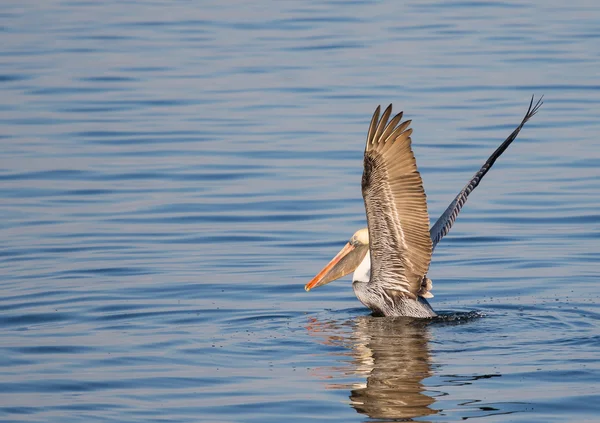 Pelican Lift Off — Stock Photo, Image