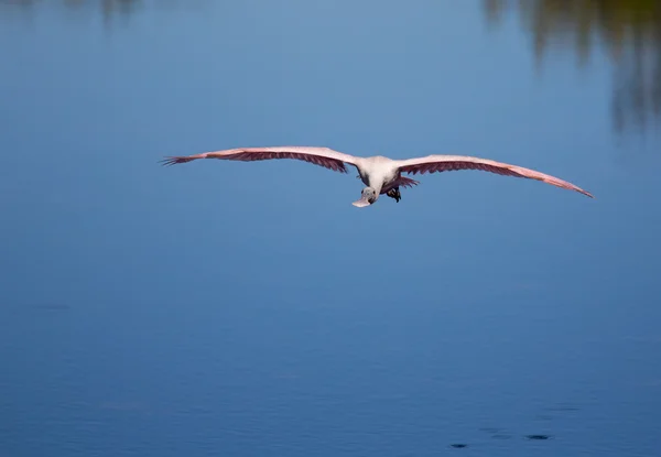 Flygande skedstork — Stockfoto