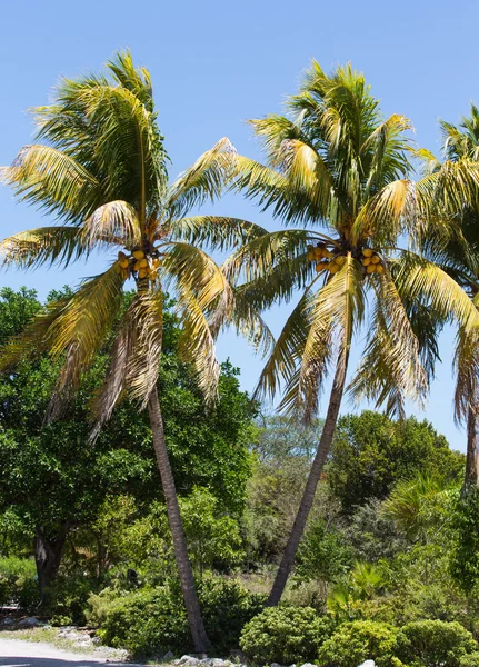 Palmeras de coco en Key West —  Fotos de Stock
