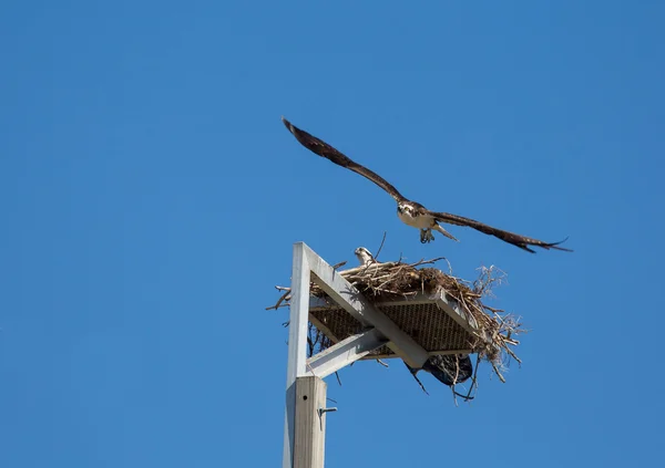 Osprey çıkar — Stok fotoğraf