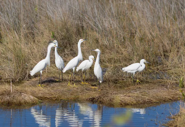 Snowy balıkçıl anlaşalım