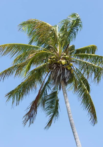 Palma de coco soplada por el viento —  Fotos de Stock