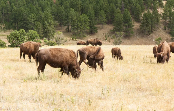 Bison Grazing — Stock Photo, Image